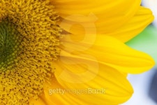macro image of a sunflower 이미지 (156441075) - 게티이미지뱅크 macro image of a sunflower