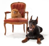 빌라도베르만(VILLA DOBERMANN) | doberman and Pomeranian on white 이미지 (159097176) - 게티이미지뱅크 doberman and Pomeranian on white