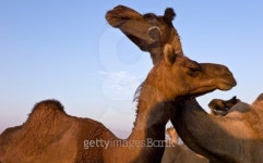 Camels, Pushkar festival, Rajasthan, India 이미지 (154346370) - 게티이미지뱅크 Camels, Pushkar festival, Rajasthan, India