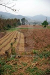 Farmland in Thailand 이미지 (155874811) - 게티이미지뱅크 Farmland in Thailand