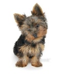 Sweet puppy Yorkshire Terrier 이미지 (155765492) - 게티이미지뱅크 Sweet puppy Yorkshire Terrier
