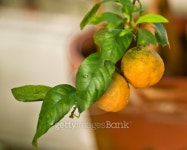 Tangerine on the tree 이미지 (149272806) - 게티이미지뱅크 Tangerine on the tree