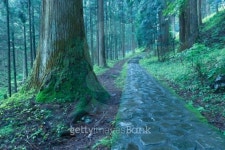 Nikko pathway 이미지 (154185013) - 게티이미지뱅크 Nikko pathway