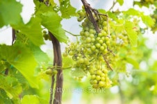 Grape Vine 이미지 (178391584) - 게티이미지뱅크 Grape Vine
