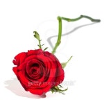 Red rose 이미지 (154451267) - 게티이미지뱅크 Red rose