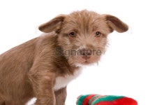 Sweet Pup 이미지 (174929556) - 게티이미지뱅크 Sweet Pup