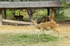 deer farm 이미지 (136958317) - 게티이미지뱅크 deer farm