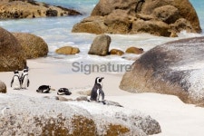 African Penguins Boulders Beach, Cape Town 이미지 (185313256) - 게티이미지뱅크 African Penguins Boulders Beach, Cape Town