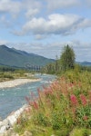 Beautiful river with wild flowers 이미지 (171283381) - 게티이미지뱅크 Beautiful river with wild flowers