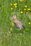 Black-tailed Godwit (Limosa limosa) - Eemnes, the Netherlands 이미지 (177444128) - 게티이미지뱅크 Black-tailed Godwit... 