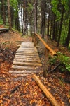 Bridge in a forest 이미지 (138090778) - 게티이미지뱅크 Bridge in a forest