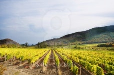 Vineyards 이미지 (177323752) - 게티이미지뱅크 Vineyards