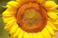 Bee the Sunflower 이미지 (158050203) - 게티이미지뱅크 Bee the Sunflower