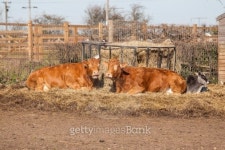 Cows 이미지 (176997122) - 게티이미지뱅크 Cows