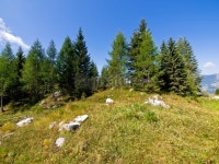 Trees in mountains 이미지 (171346777) - 게티이미지뱅크 Trees in mountains