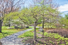 Springtime Park 이미지 (159161267) - 게티이미지뱅크 Springtime Park