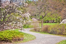 Springtime Park 이미지 (159161146) - 게티이미지뱅크 Springtime Park