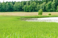 Green reed meadow, lake and forest, conservation area 이미지 (175513292) - 게티이미지뱅크 Green reed meadow, lake and... 