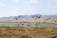 flocks of cranes flying above a lake in the Mongolia 이미지 (158005249) - 게티이미지뱅크 flocks of cranes flying above a lake...