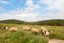 sheeps grazing 이미지 (177029965) - 게티이미지뱅크 sheeps grazing