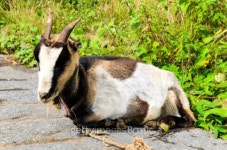 goat 이미지 (150448319) - 게티이미지뱅크 goat