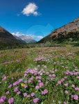 Purple Mountain Flowers 이미지 (154996404) - 게티이미지뱅크 Purple Mountain Flowers