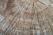 The heartwood 이미지 (153889373) - 게티이미지뱅크 The heartwood