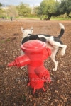 Dog urinating on a fire hydrant 이미지 (148266477) - 게티이미지뱅크 Dog urinating on a fire hydrant