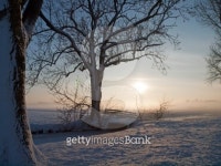 Winter landscape in pasture 이미지 (150967618) - 게티이미지뱅크 Winter landscape in pasture