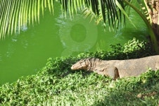 Water monitor in green park 이미지 (156813862) - 게티이미지뱅크 Water monitor in green park