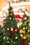 Christmas Trees 이미지 (175228346) - 게티이미지뱅크 Christmas Trees