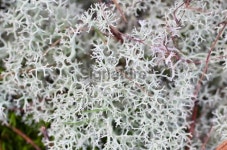 Reindeer lichen (Cladonia portentosa) 이미지 (174923644) - 게티이미지뱅크 Reindeer lichen (Cladonia portentosa)