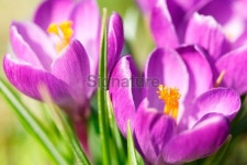 close-up of crocuses 이미지 (185113490) - 게티이미지뱅크 close-up of crocuses