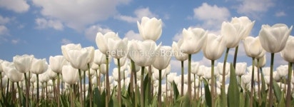 Panorama of white tulips 이미지 (148790037) - 게티이미지뱅크 Panorama of white tulips