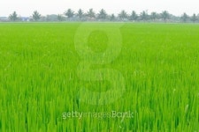 Farmers grow rice 이미지 (155724676) - 게티이미지뱅크 Farmers grow rice