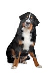 Bernese Mountain Dog 이미지 (162286139) - 게티이미지뱅크 Bernese Mountain Dog