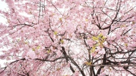 Sakura, Cherry Blossom, Japan 이미지 (177018278) - 게티이미지뱅크 Sakura, Cherry Blossom, Japan