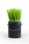 Grass growing in a black plastic paint can 이미지 (171313492) - 게티이미지뱅크 Grass growing in a black plastic paint can