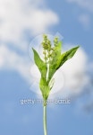 Dogs mercury (Mercurialis perennis) 이미지 (147484684) - 게티이미지뱅크 Dogs mercury (Mercurialis perennis)