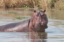 Hippo with water dripping off his snout 이미지 (137872971) - 게티이미지뱅크 Hippo with water dripping off his snout