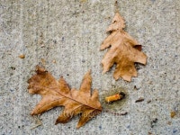 oak leafs cement smoke cigarette butt wet ground 이미지 (149306655) - 게티이미지뱅크 oak leafs cement smoke cigarette butt... 