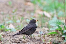 blackbird (turdus merula) 이미지 (483835079) - 게티이미지뱅크 blackbird (turdus merula)