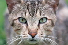 Cat looking at camera 이미지 (178639671) - 게티이미지뱅크 Cat looking at camera