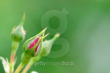 rose bud 이미지 (149426004) - 게티이미지뱅크 rose bud