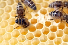 Bees on Honeycomb 이미지 (149958543) - 게티이미지뱅크 Bees on Honeycomb