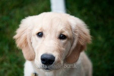 Golden Retriever Puppy 이미지 (178536563) - 게티이미지뱅크 Golden Retriever Puppy