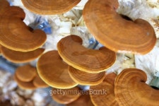 Ganoderma lucidum in the mushroom farm 90 days 이미지 (150906125) - 게티이미지뱅크 Ganoderma lucidum in the mushroom farm 90 days