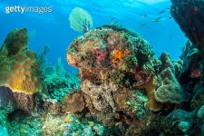 Caribbean Reef Octopus 이미지 (178504944) - 게티이미지뱅크 Caribbean Reef Octopus