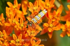 ATA아시아WMA | "Ailanthus webworm, Atteva aurea" 이미지 (177430705) - 게티이미지뱅크 "Ailanthus webworm, Atteva aurea"