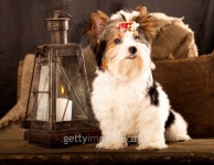 puppy biewer-york terrier 이미지 (155652361) - 게티이미지뱅크 puppy biewer-york terrier